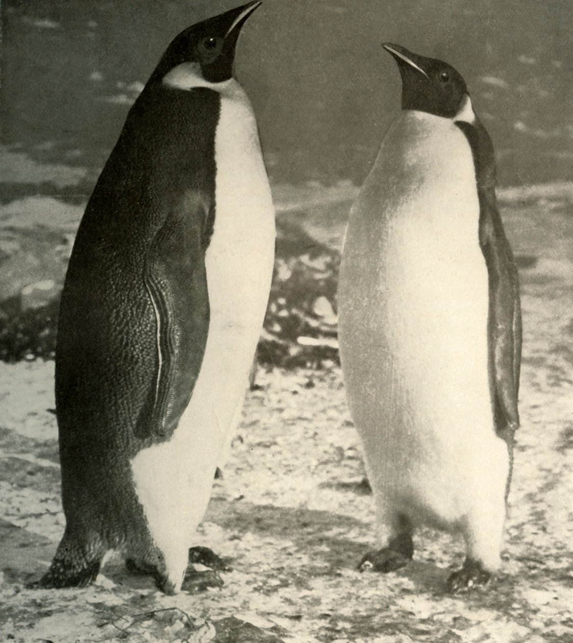 Zwei Kaiserpinguine, ca. 1908, 1909 von Unbekannt