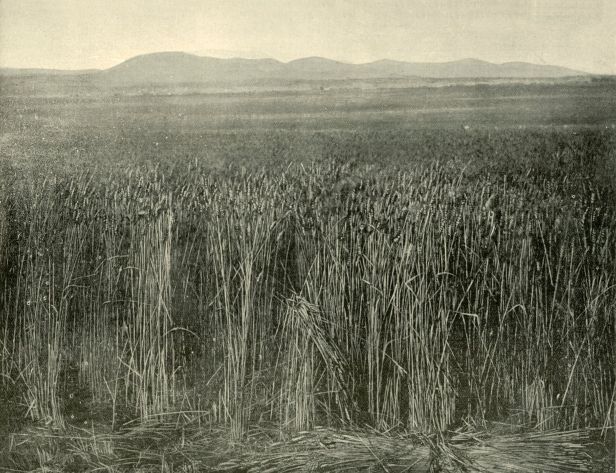 Weizenfeld, Canning Downs, Queensland, 1901 von Unbekannt