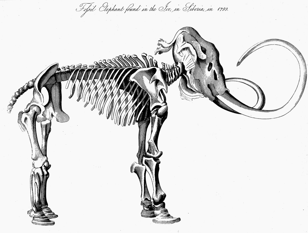 Wollmammut Mammuthus Skelett, 1830 von Unbekannt