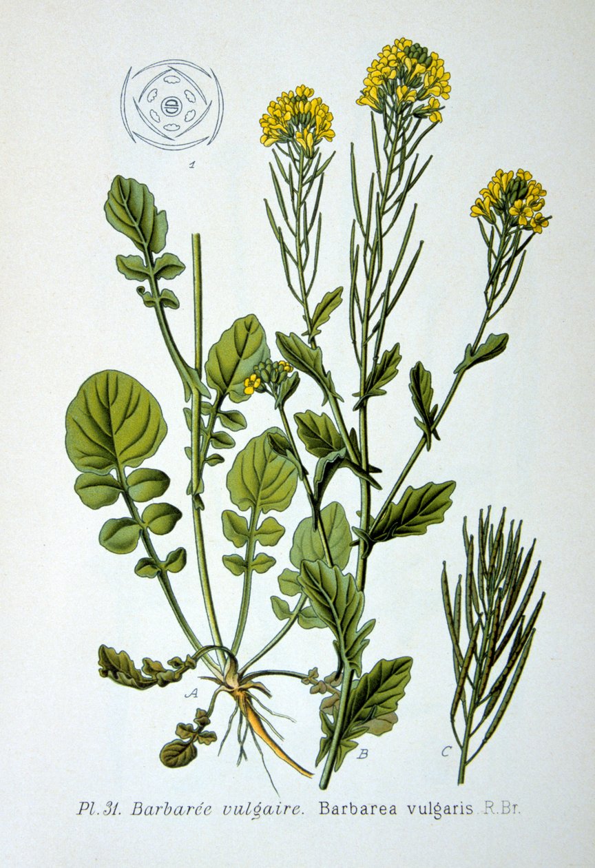 Gelbe Rakete, 1893 von Unbekannt