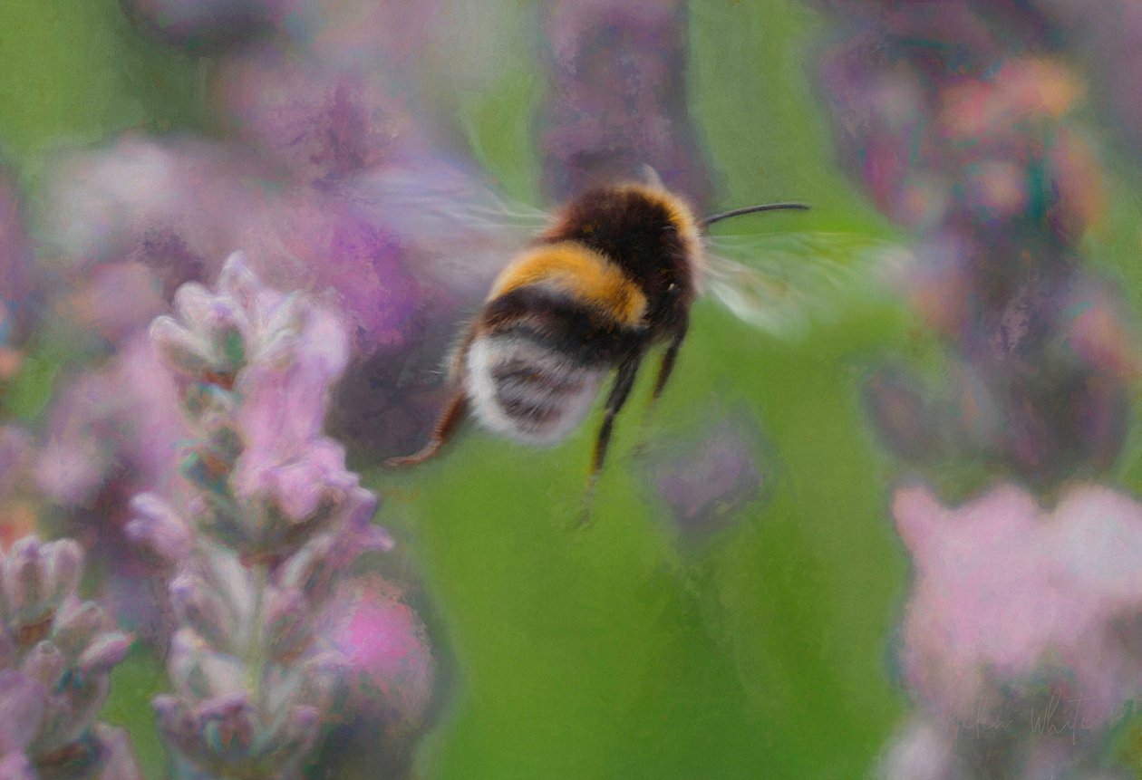 Biene im Lavendel, 2018 von Unbekannt Unbekannt