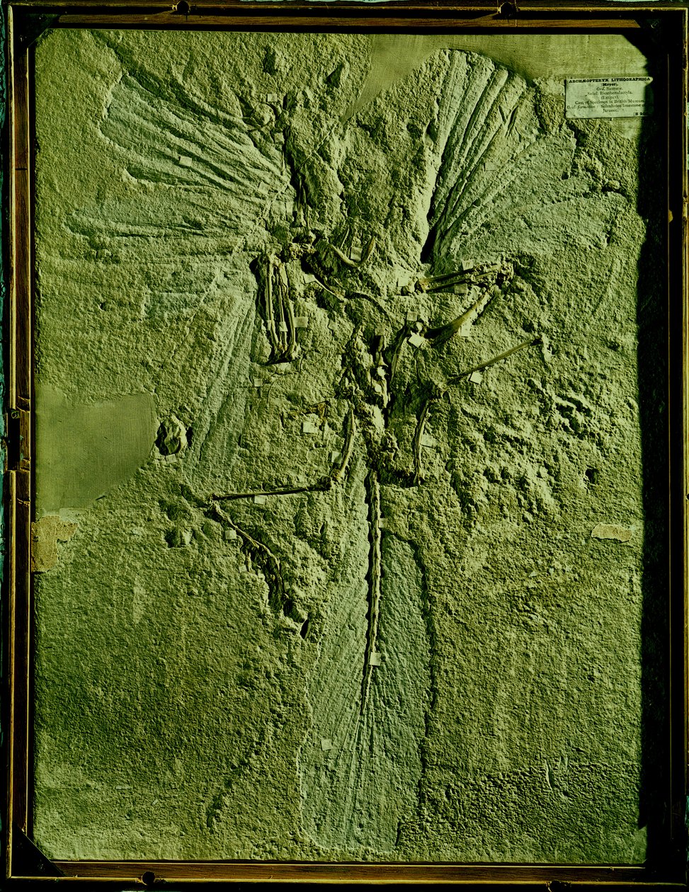Abguss von Archaeopteryx lithographica von Unbekannt Unbekannt
