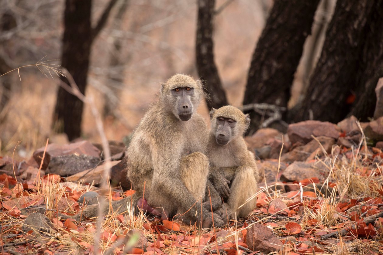 Kruger-Nationalpark, zwei Grüne Meerkatzen von Unbekannt Unbekannt