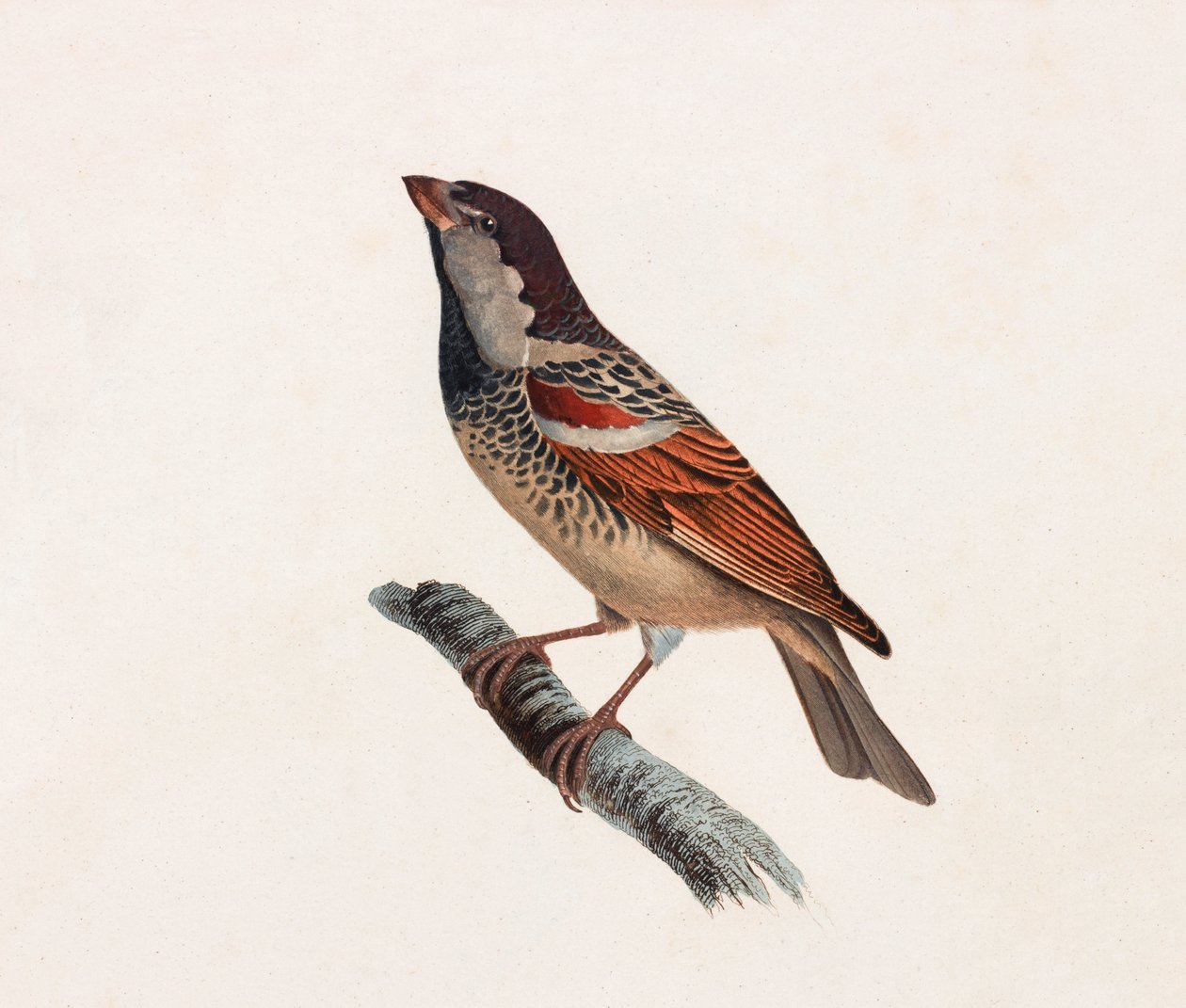 Eine Farbabbildung eines Vogels von Unbekannt