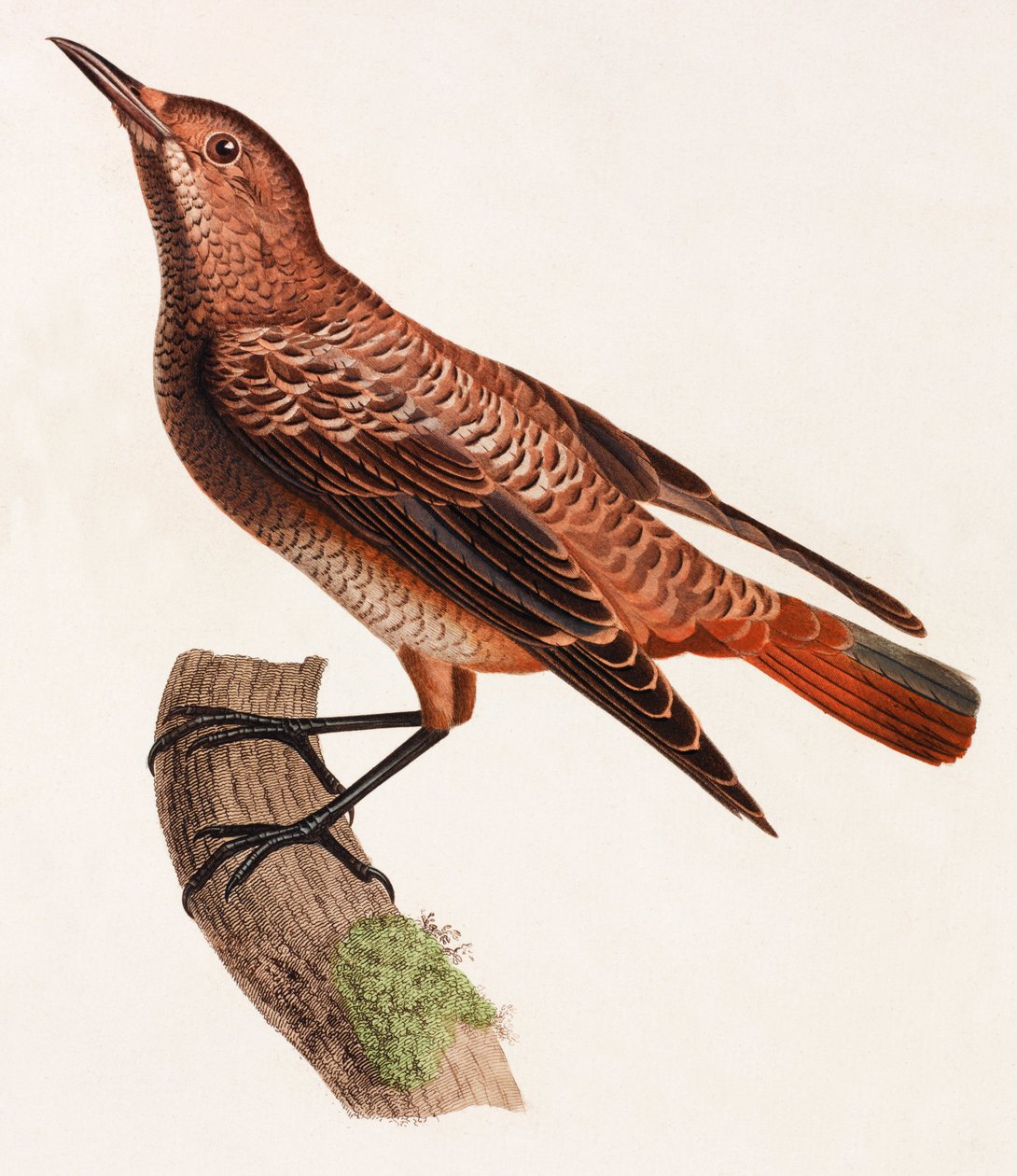 Farbillustration eines Vogels von Unbekannt