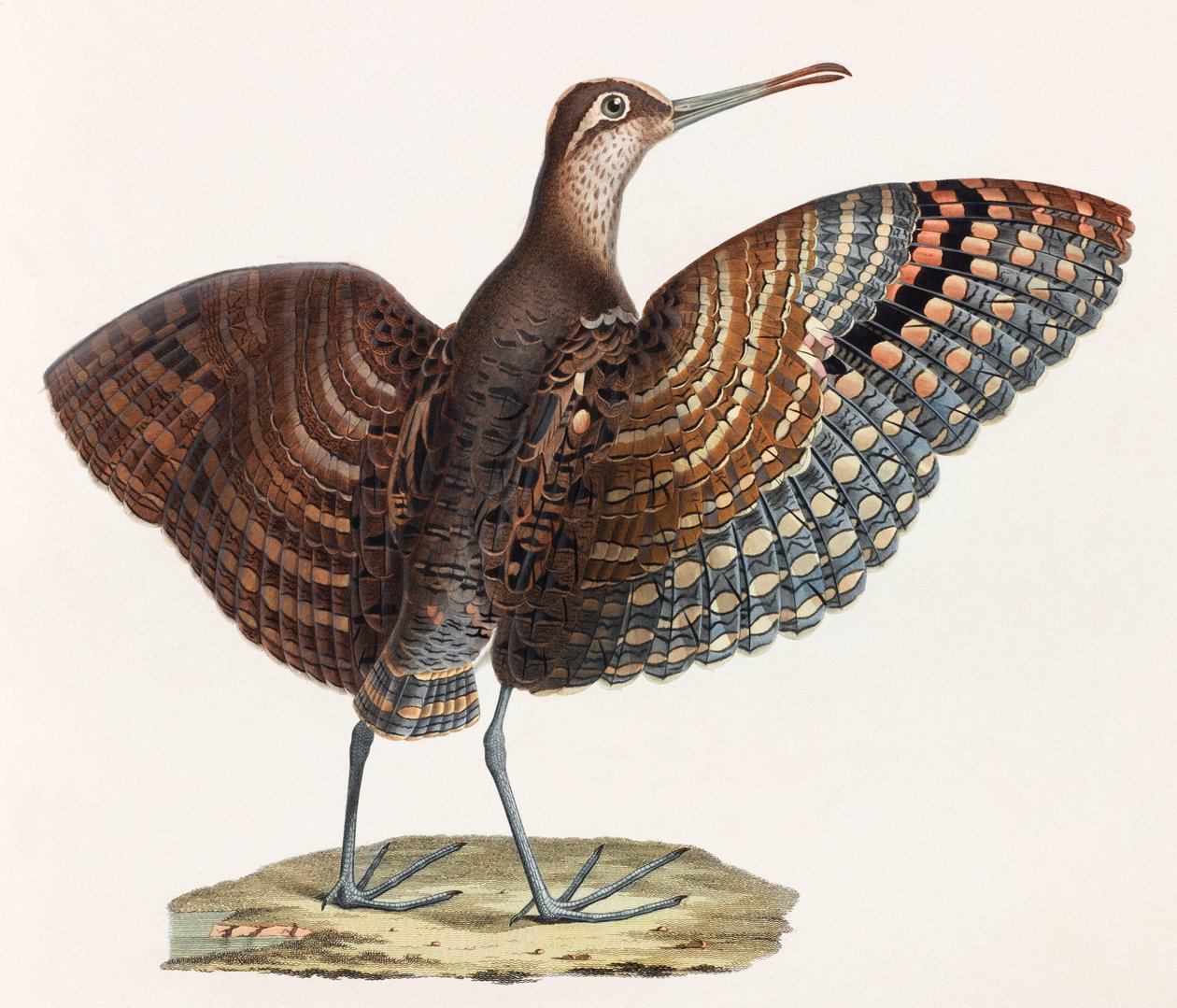 Eine Farbabbildung eines Vogels von Unbekannt