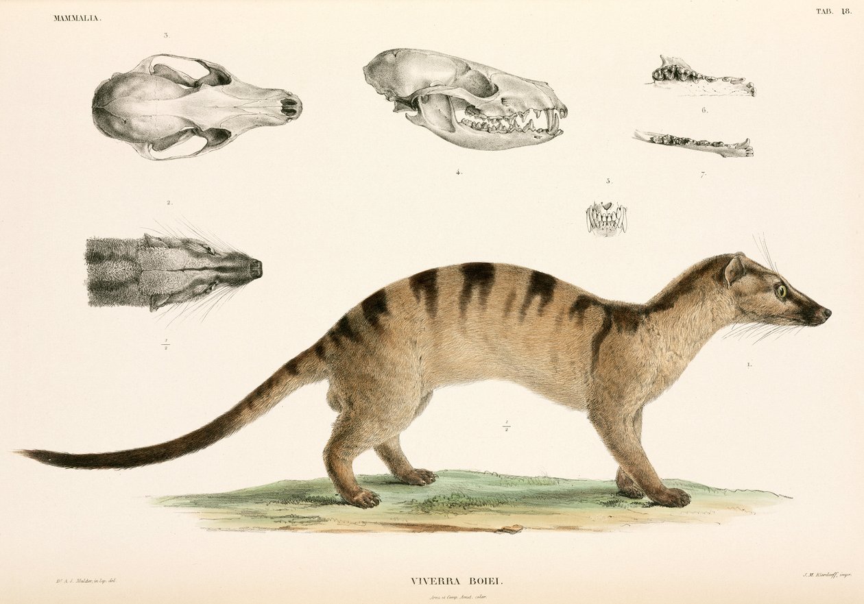 Bänderpalmenzibetkatze, Indonesien von Unbekannter Künstler