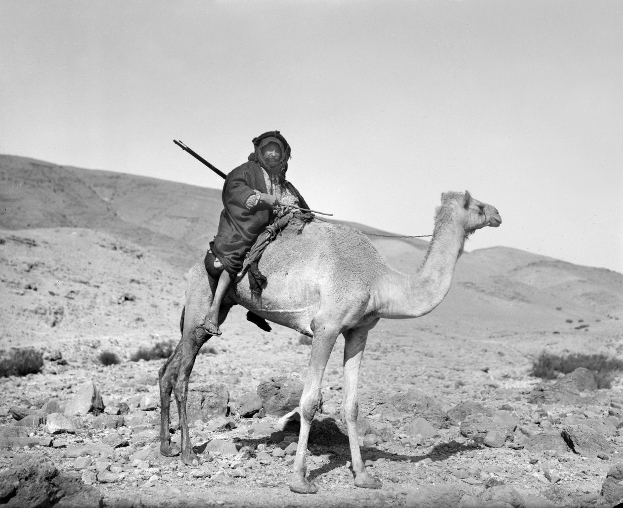 Beduine reitet auf einem Kamel, ca. 1936 (s/w Foto) von Unbekannt
