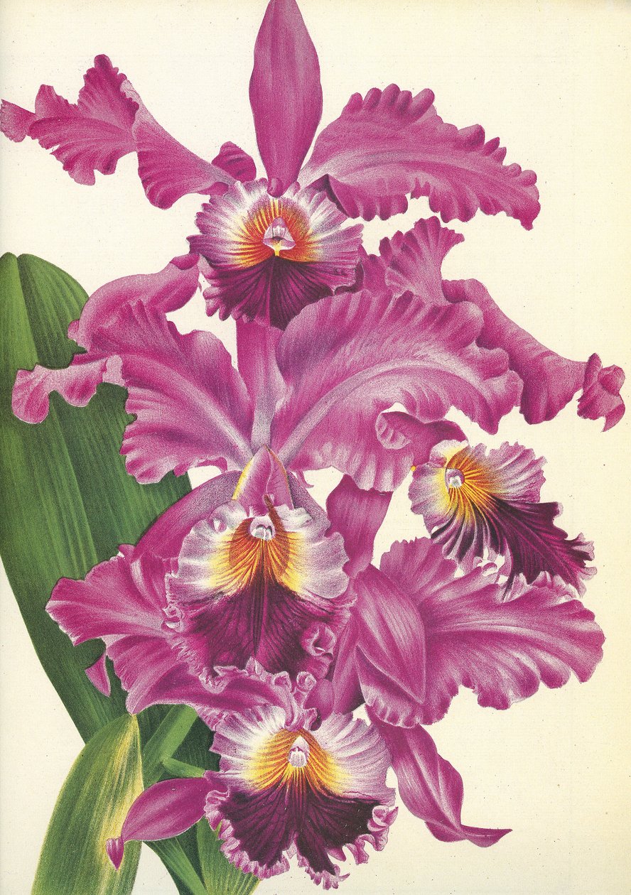 Botanische Tafel/Cattleya labiata var. Perfecta/Lindenia von Unbekannt
