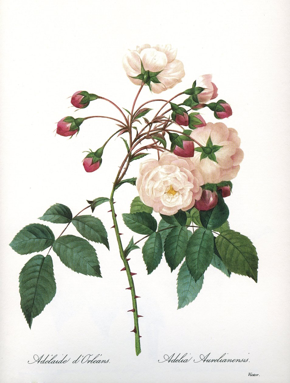 Botanische Tafel: Rosa aurelianensis, Rose 