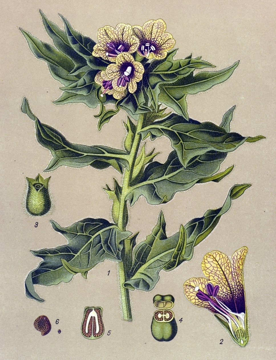 Botanische Tafel, Pflanze: Schwarzes Bilsenkraut (Hyoscyamus niger) von Unbekannter Künstler