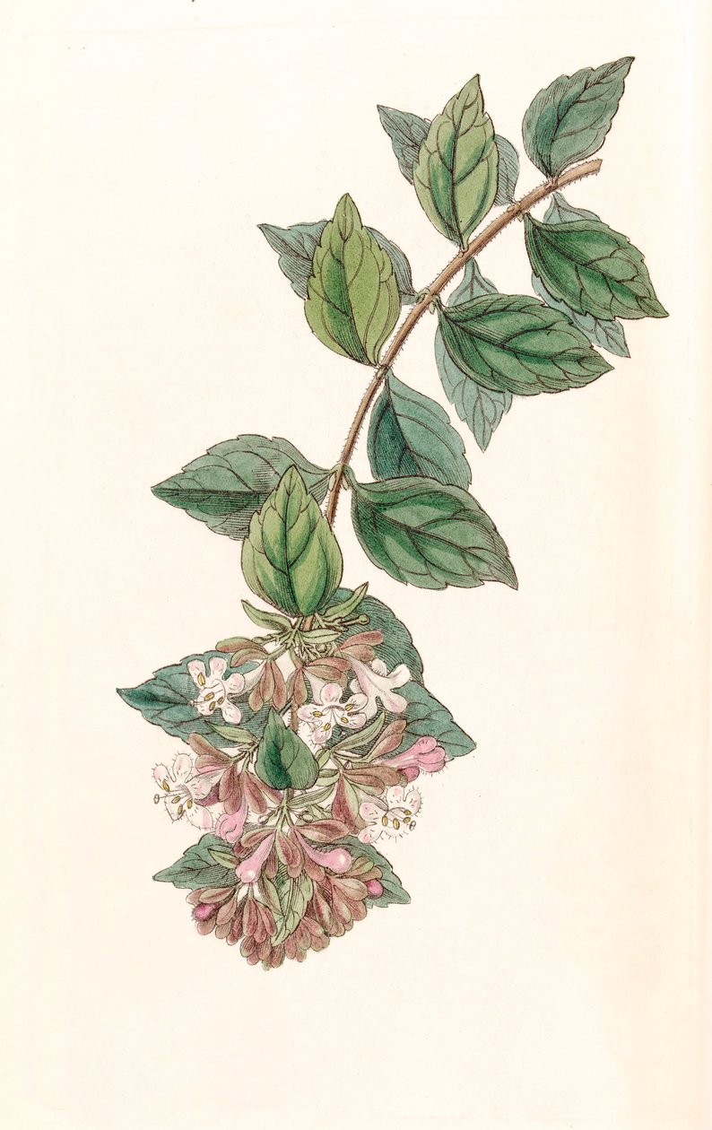 Botanische Illustration Abelia chinensis von Unbekannt