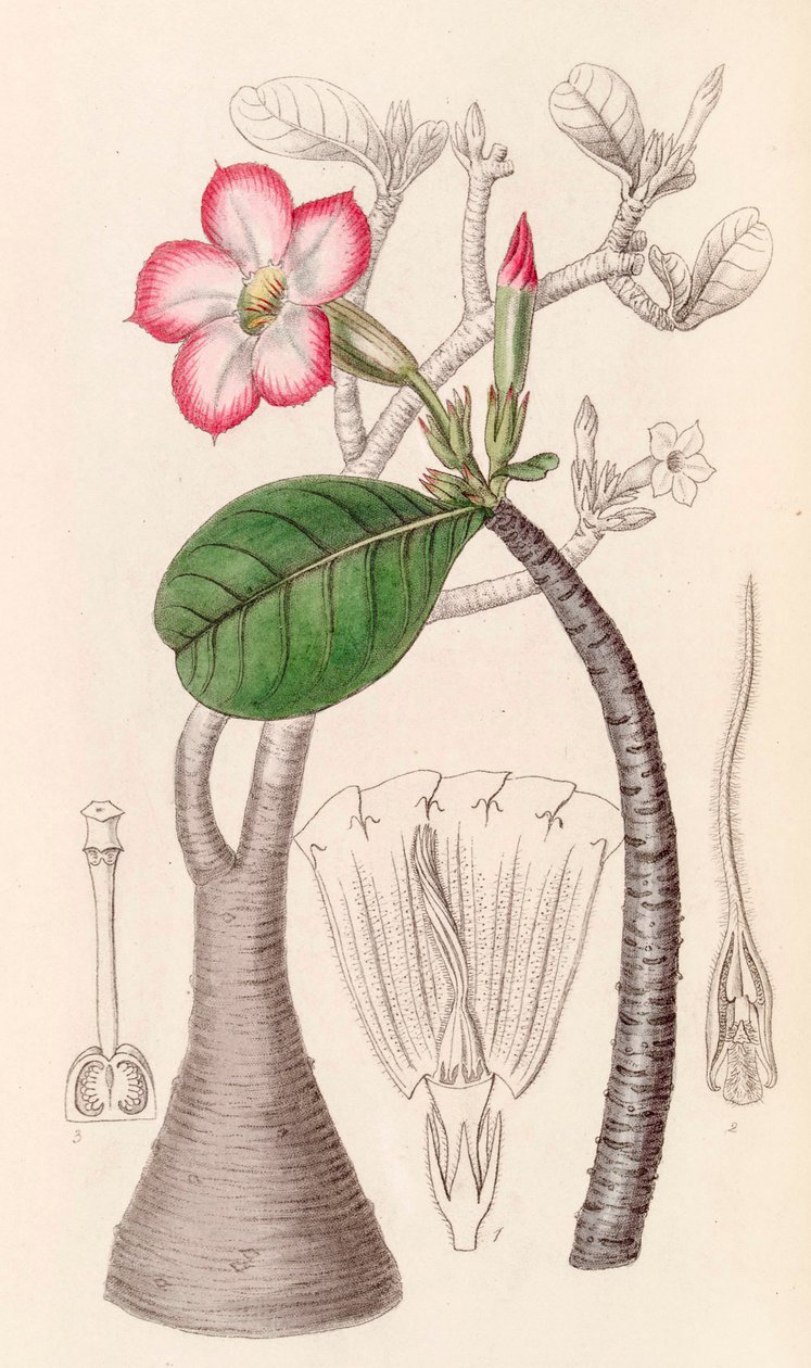 Botanische Illustration Adenium obesum Wüstenrose von Unbekannter Künstler