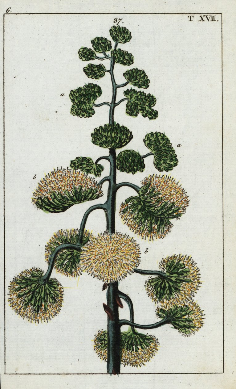Jahrhundertpflanze, Agave americana von Unbekannter Künstler