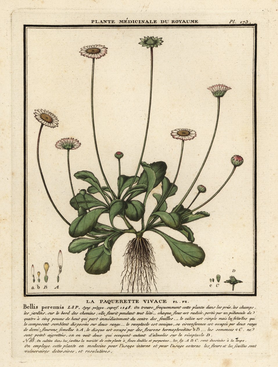 Gänseblümchen von Unbekannter Künstler