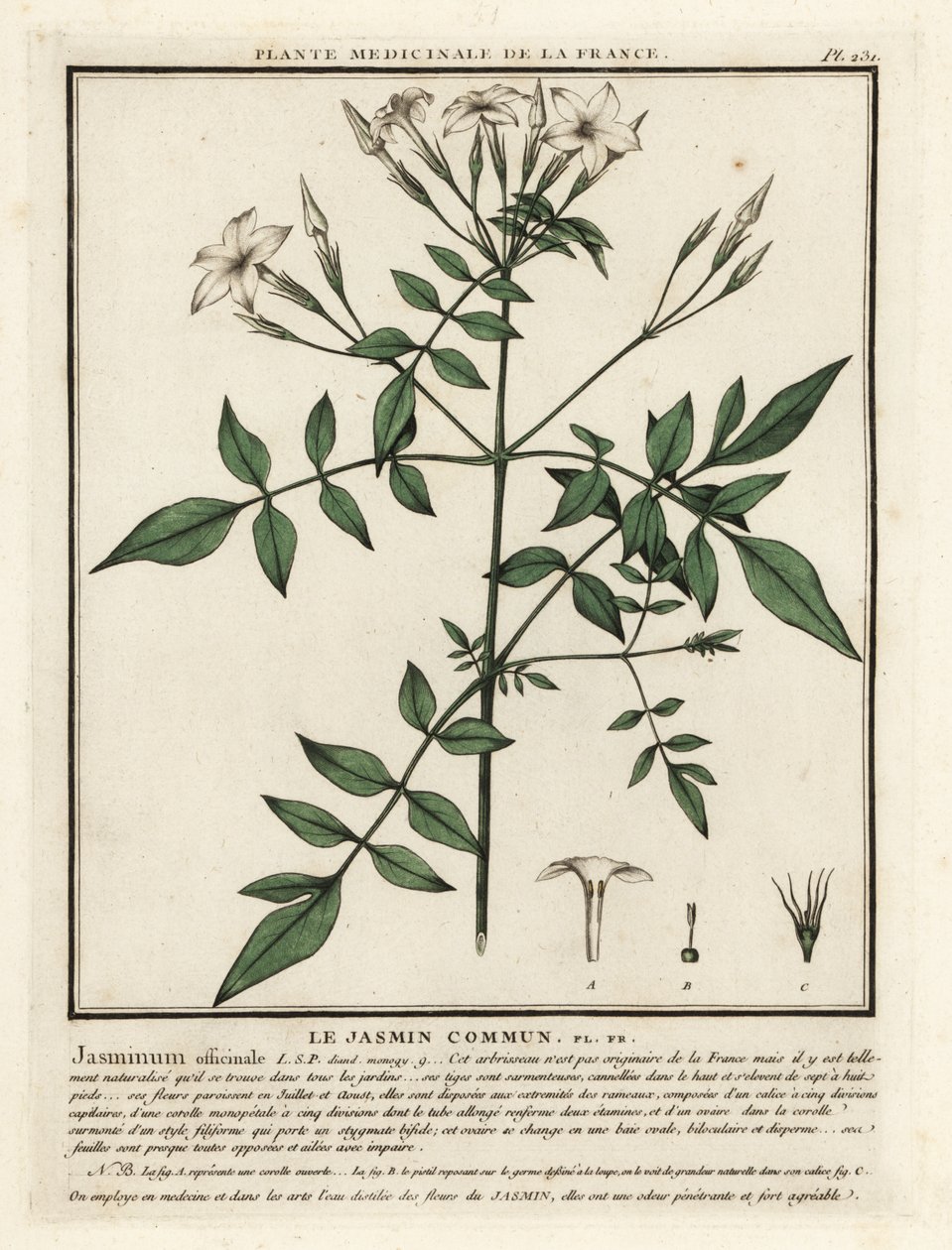 Echter Jasmin, Jasminum officinale von Unbekannter Künstler