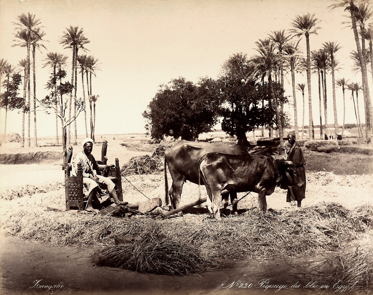 Getreideernte in Ägypten. von Unbekannter Künstler