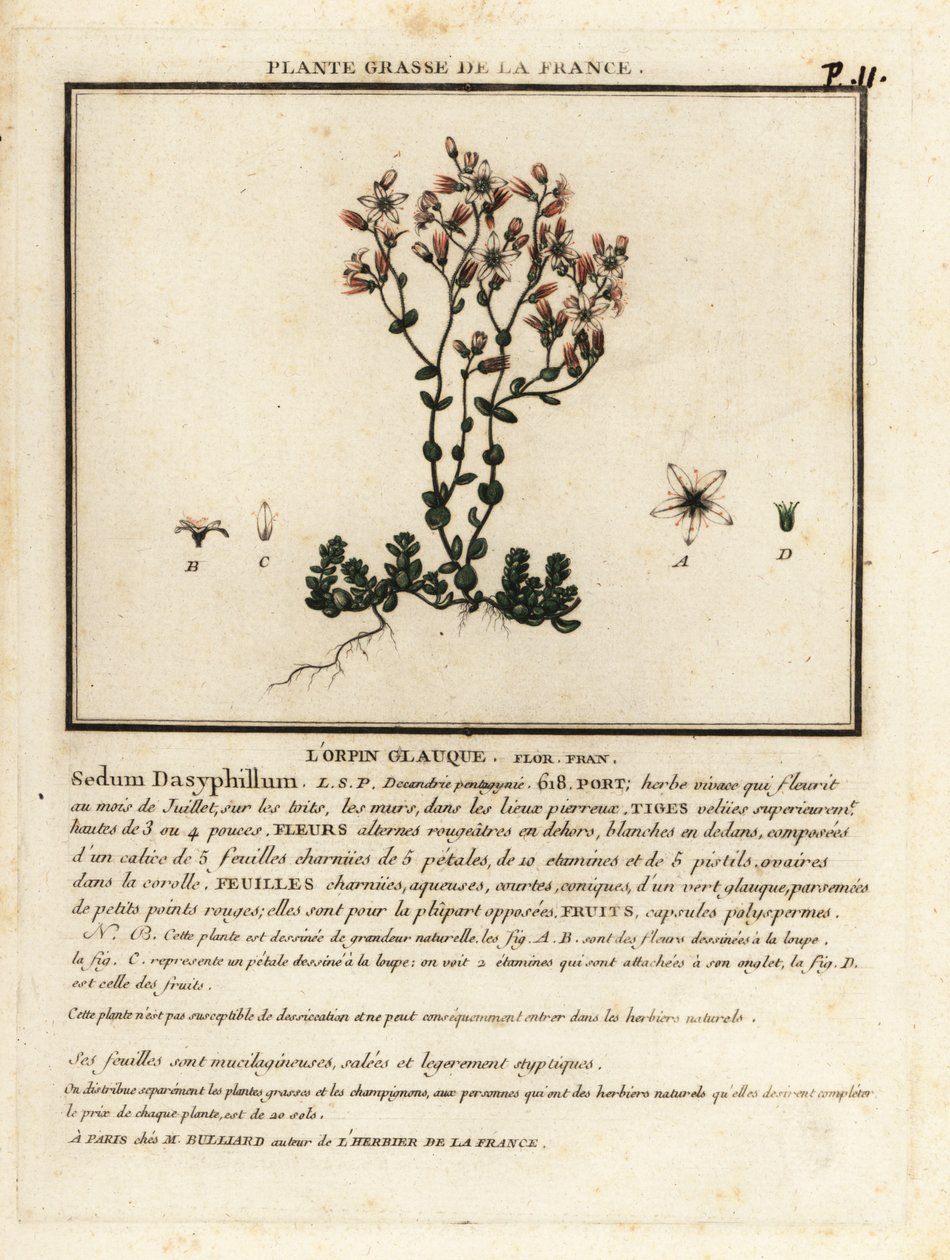 Korsischer Mauerpfeffer, Sedum dasyphyllum von Unbekannter Künstler
