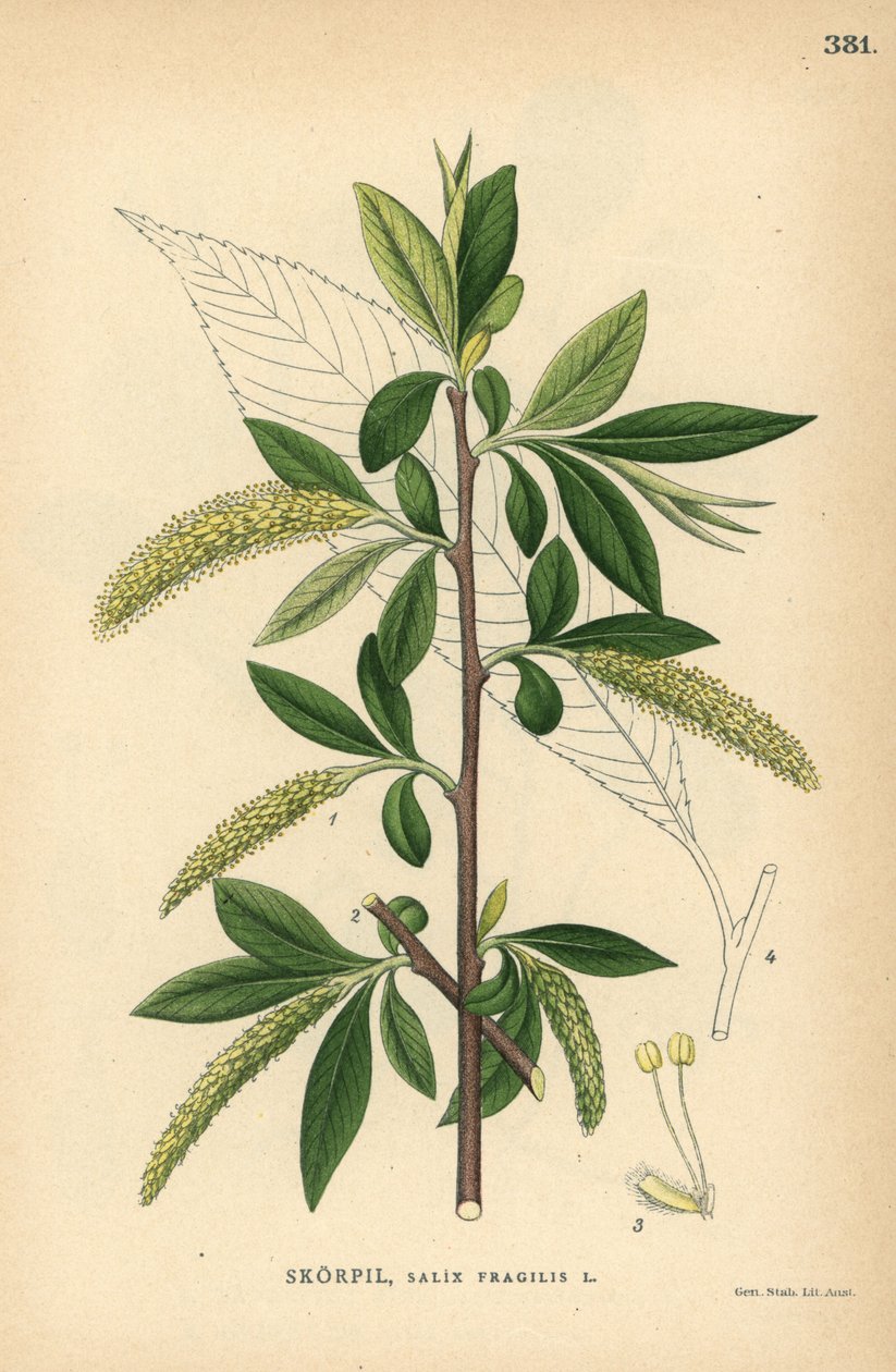 Bruchweide, Salix fragilis von Unbekannter Künstler