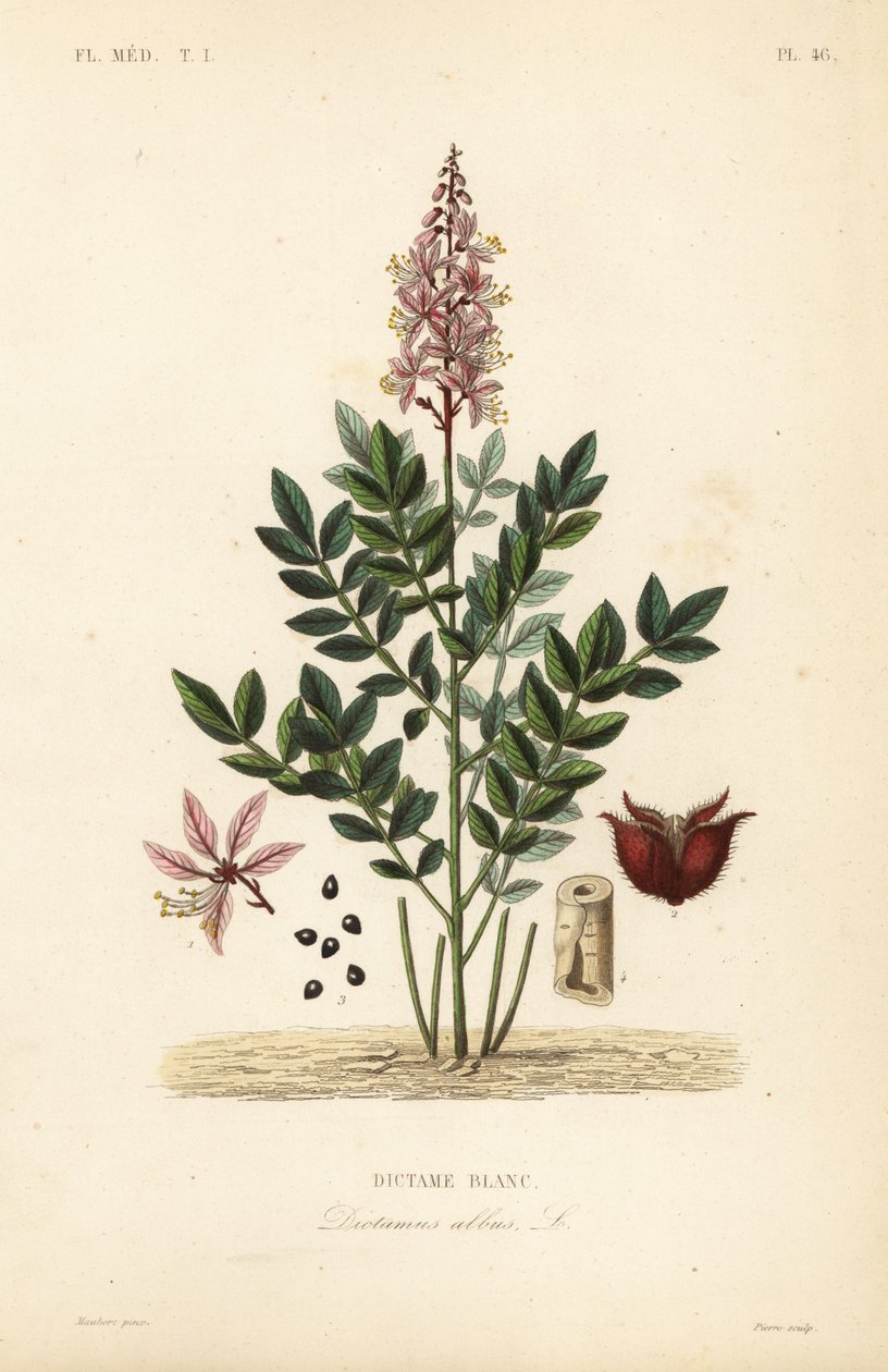 Diptam, Dictamnus albus von Unbekannt