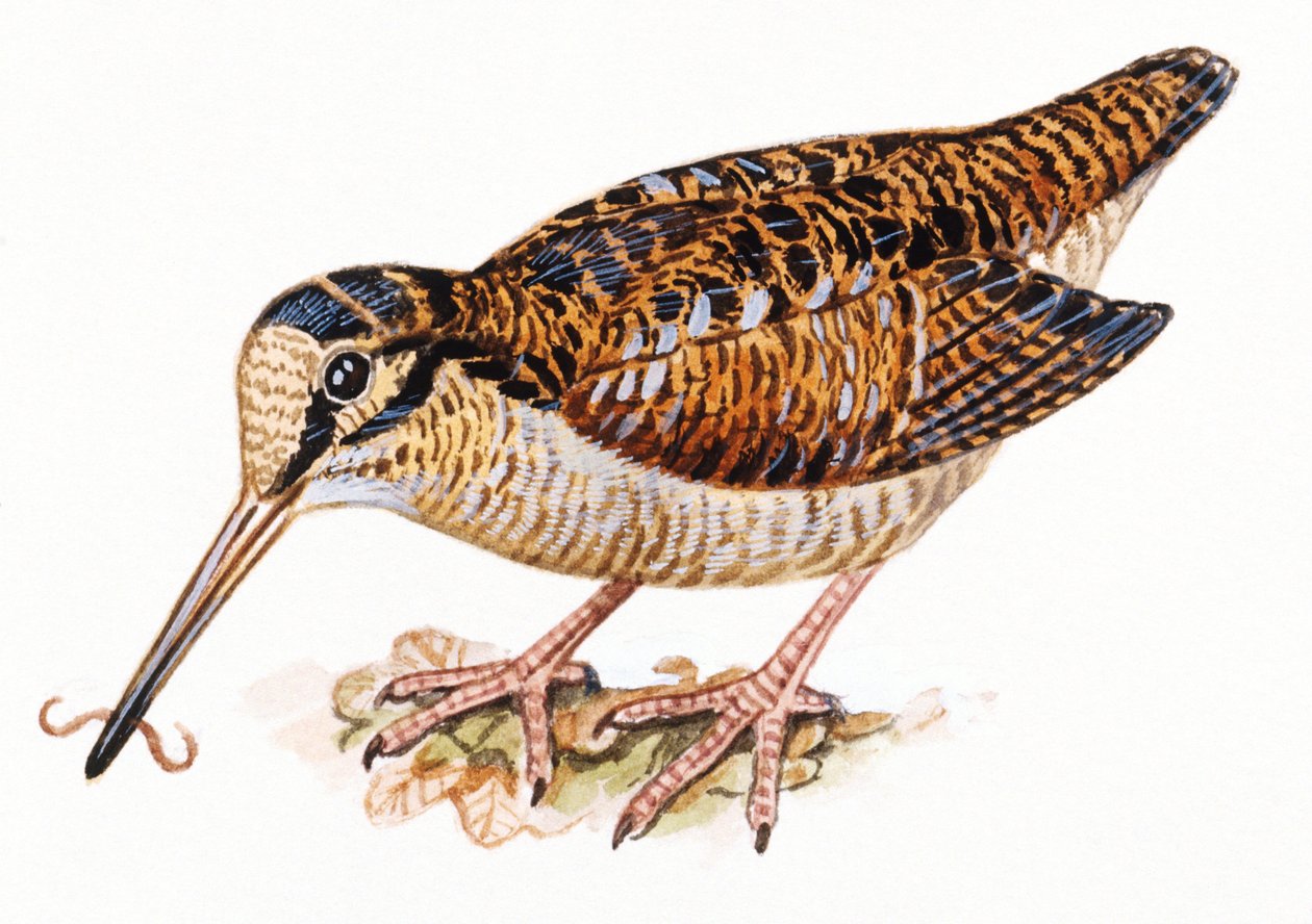 Eurasische Waldschnepfe, Scopolax rusticola von Unbekannt