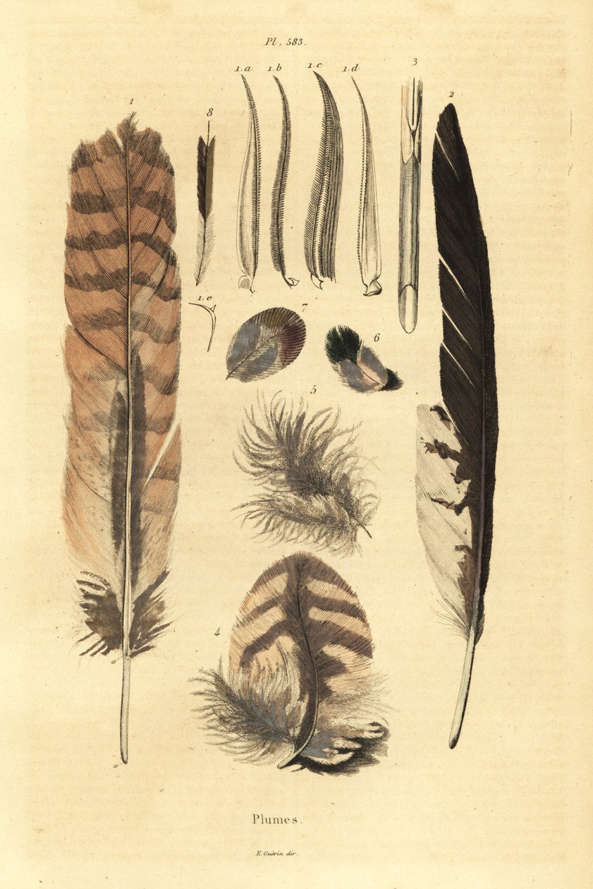 Federn, Plumes, Vogelanatomie von Unbekannt