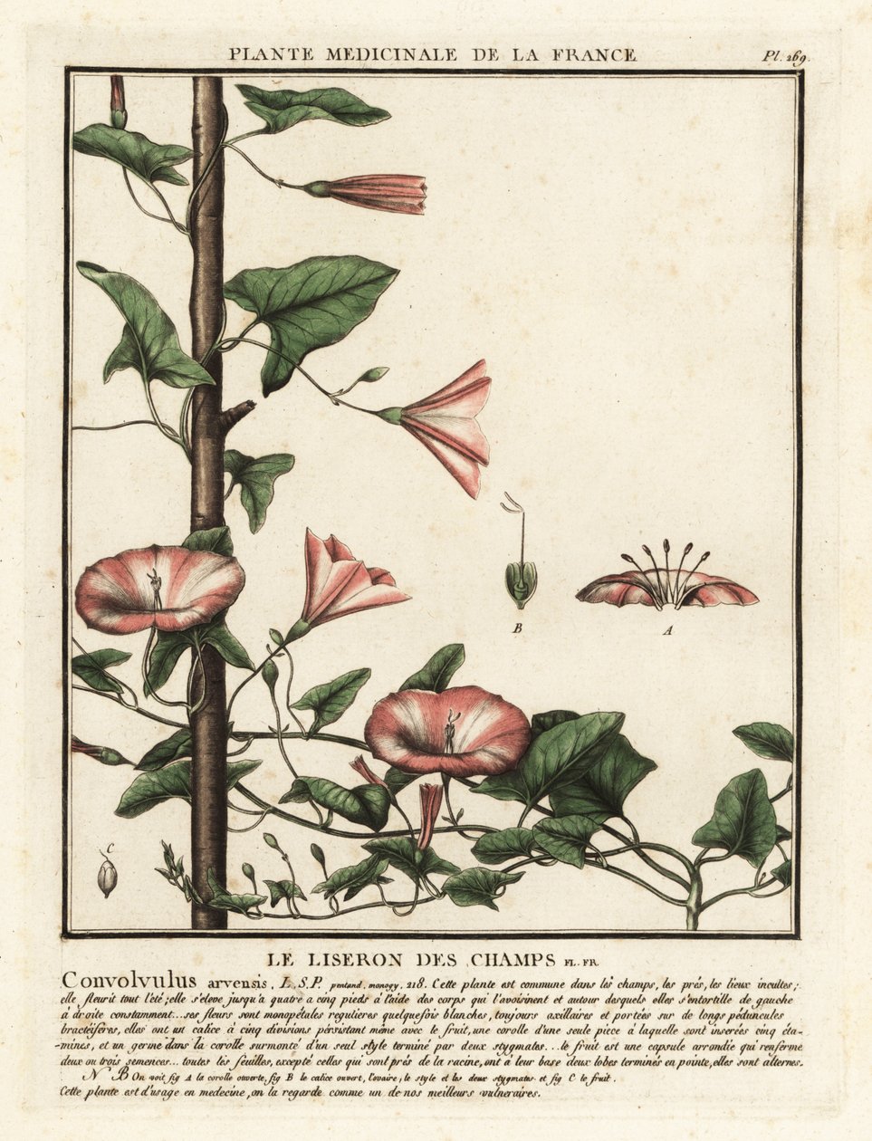 Ackerwinde, Convolvulus arvensis von Unbekannter Künstler
