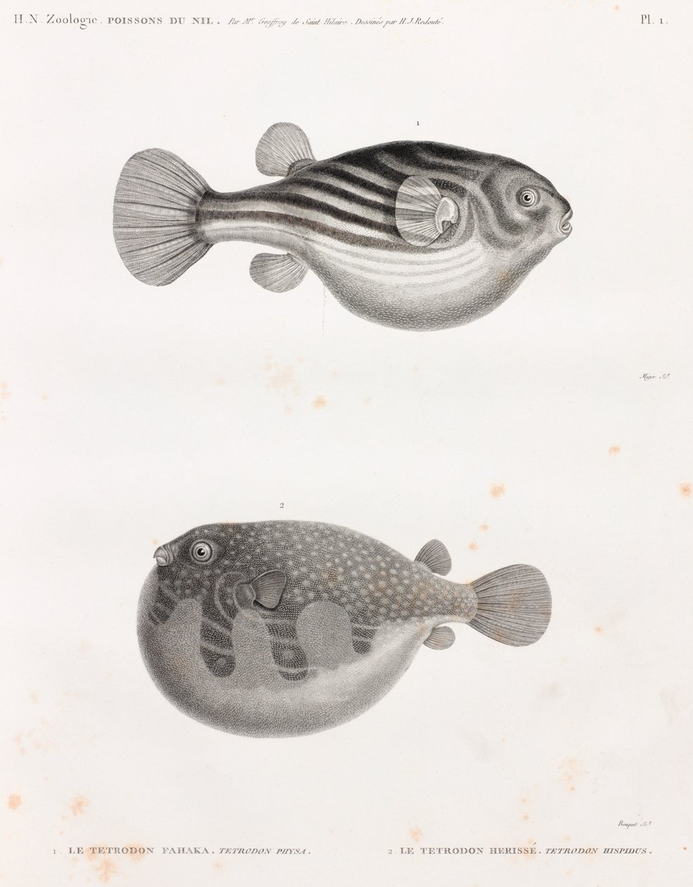 Fische: Tetrodon von Unbekannt