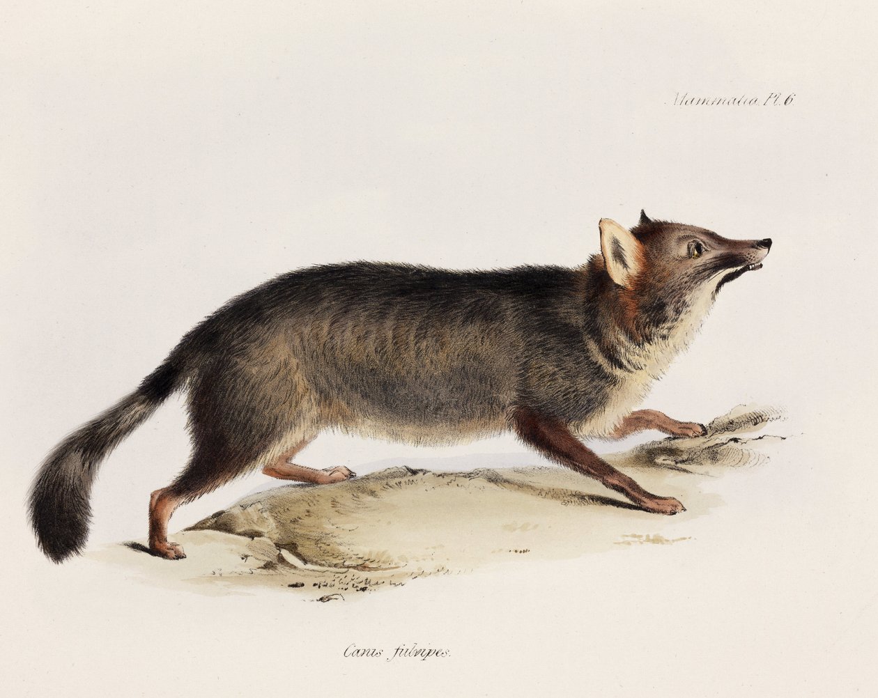 Fuchs, Chile, ca. 1832-1836 von Unbekannter Künstler