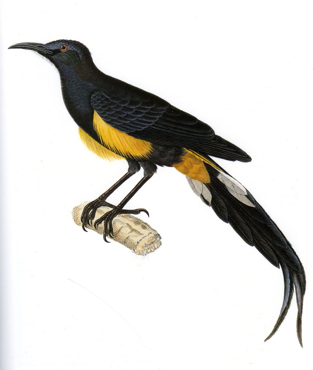 Illustration/Moho nobilis/Moho Hawai von Unbekannt