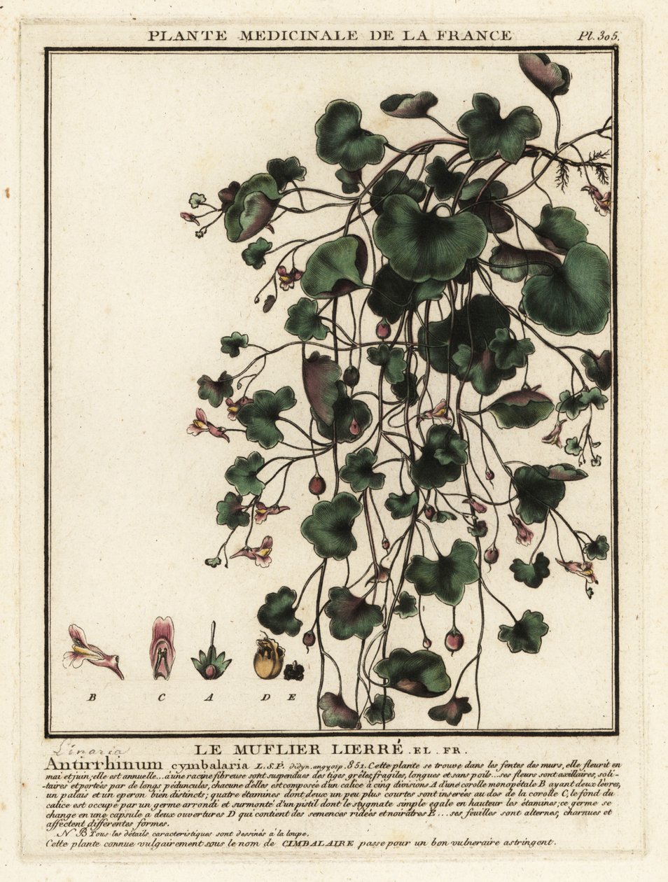 Zimbelkraut, Cymbalaria muralis von Unbekannter Künstler