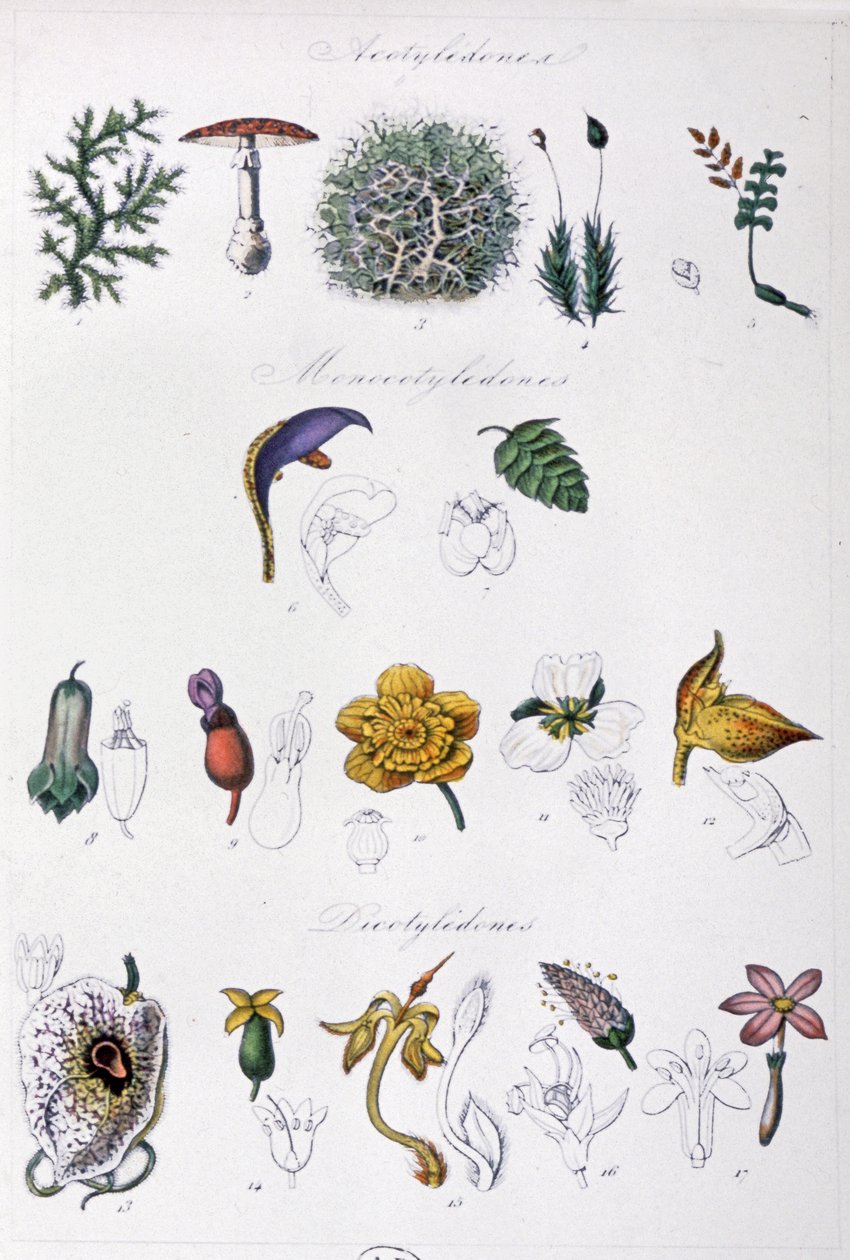 Jussieus Methode, um 1850 von Unbekannter Künstler