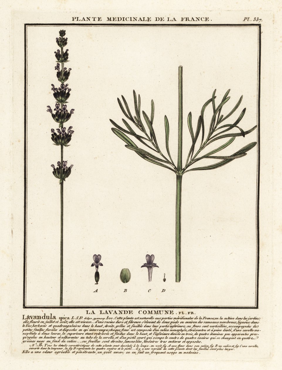 Lavendel, Lavandula angustifolia von Unbekannter Künstler