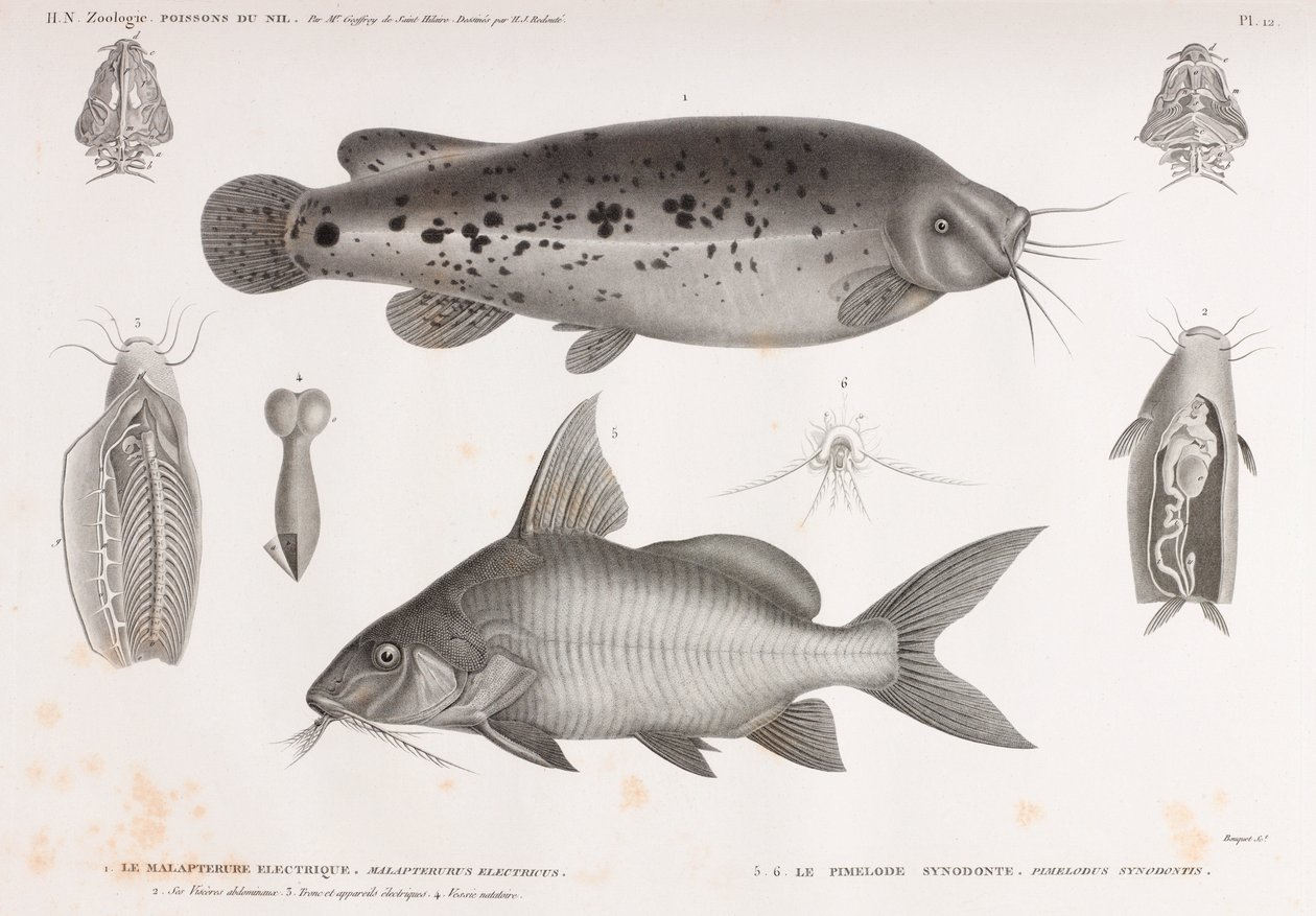 Le Malapterure Electrique & Le Pimelode Synodonte von Unbekannt