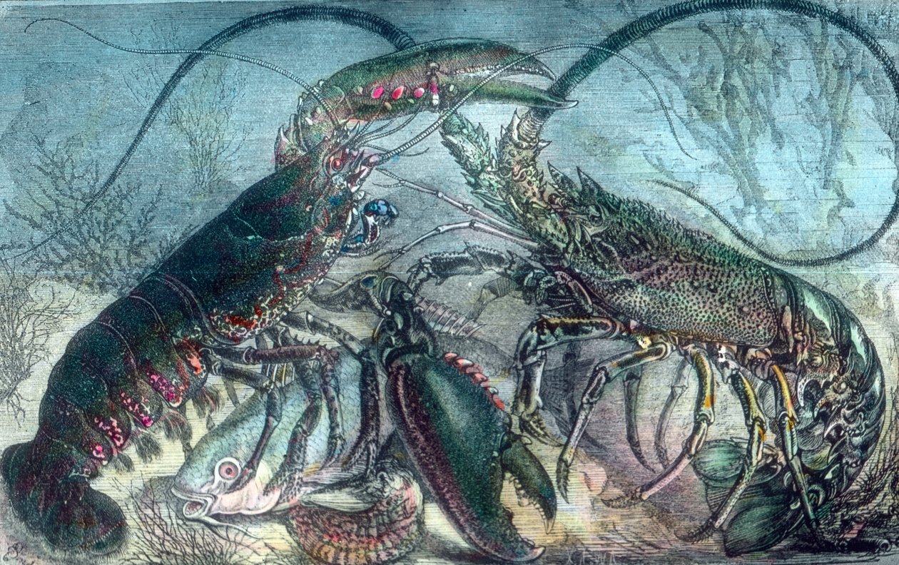 Hummer und Flusskrebs von Unbekannter Künstler