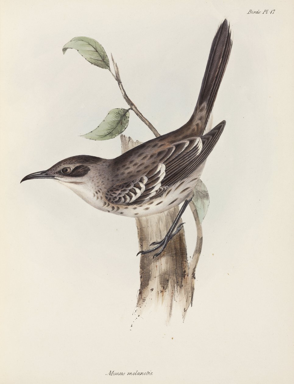 Spottdrossel, Galapagos-Inseln, ca. 1832-1836 von Unbekannter Künstler