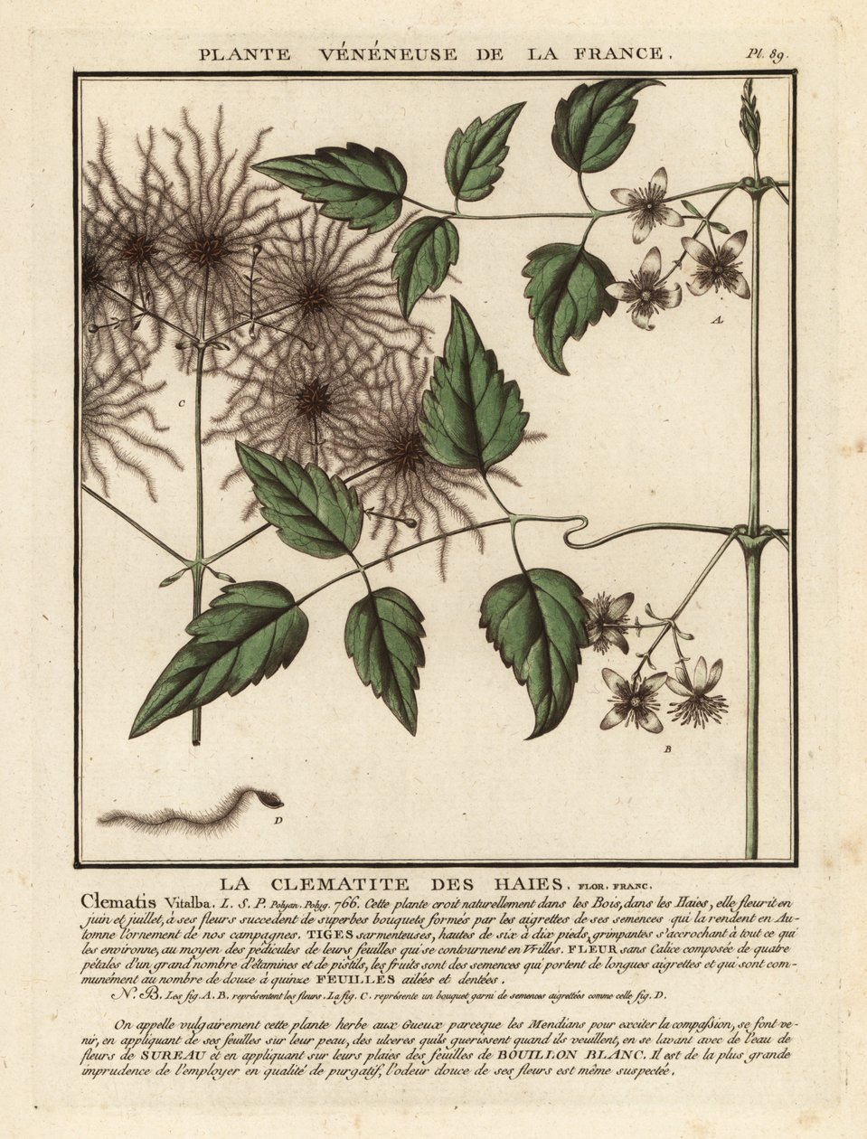 Gewöhnliche Waldrebe, Clematis vitalba von Unbekannter Künstler