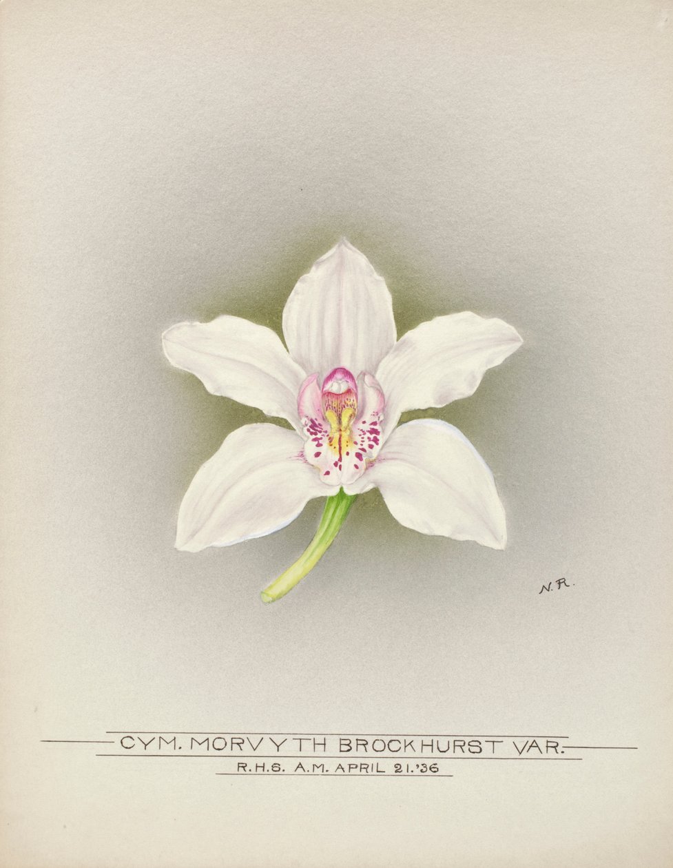 Orchidee von Unbekannter Künstler