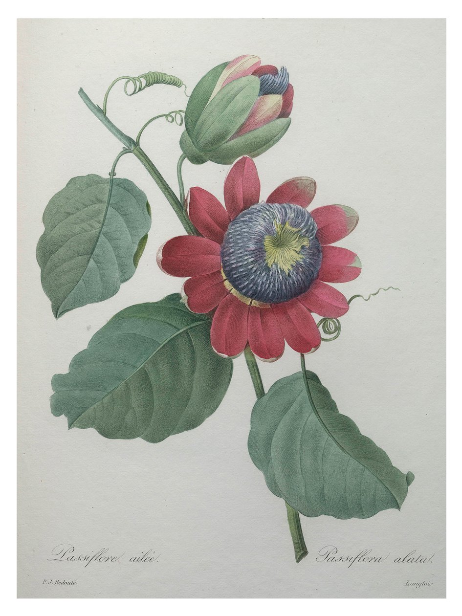 Passionsblume von Unbekannt