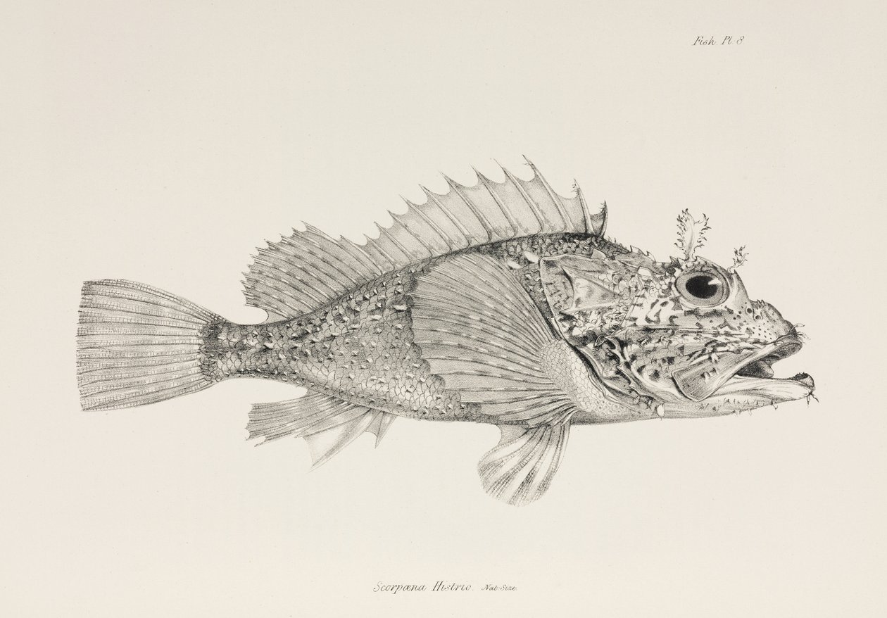 Spielerskorpionfisch, ca. 1832-1836 von Unbekannter Künstler