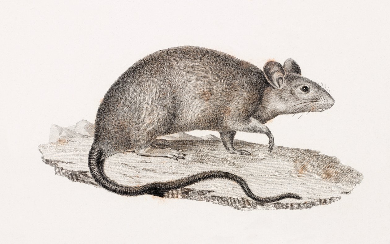 Ratte aus Alexandria von Unbekannt
