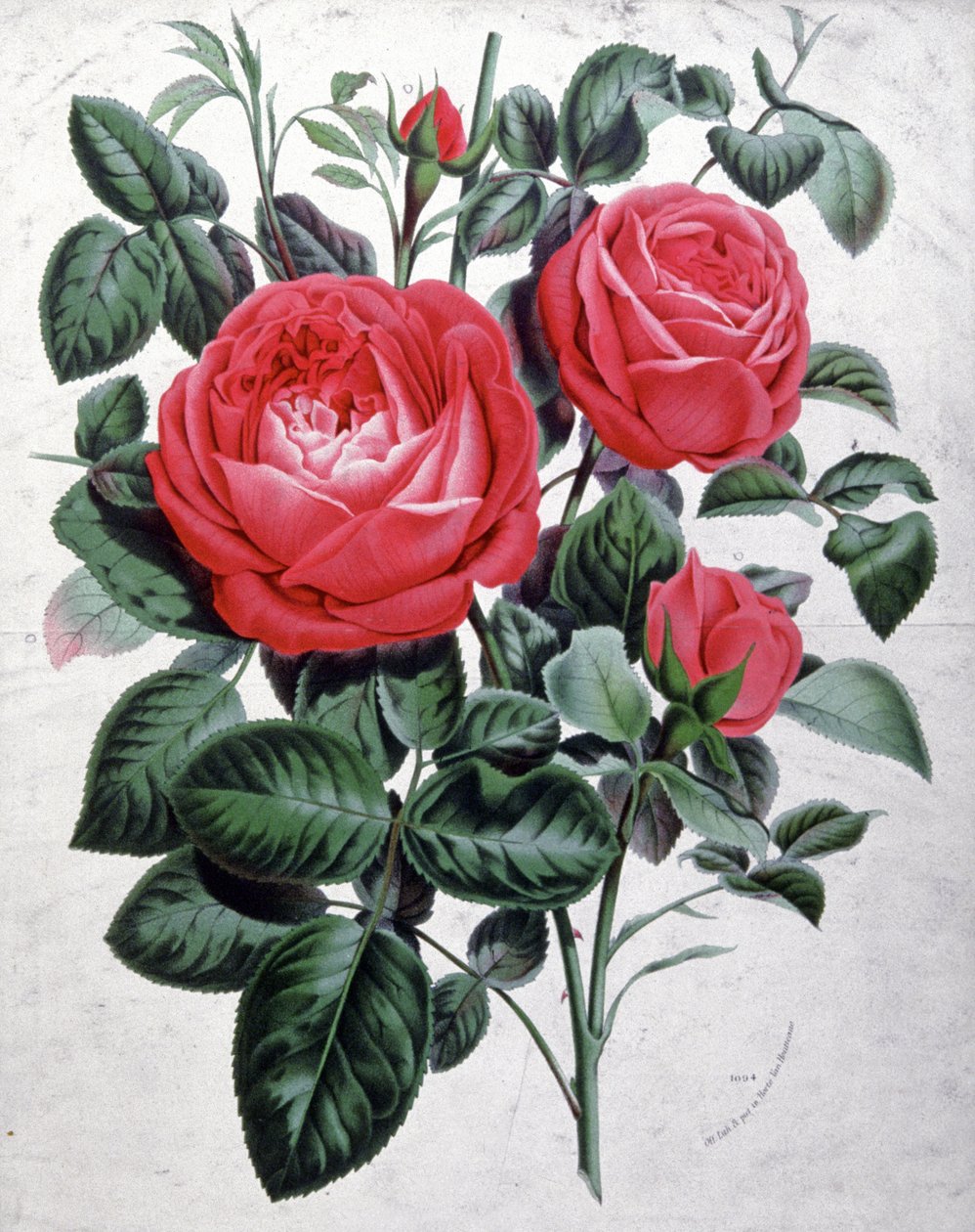 Rosen, ca. 1850 (Gravur) von Unbekannter Künstler