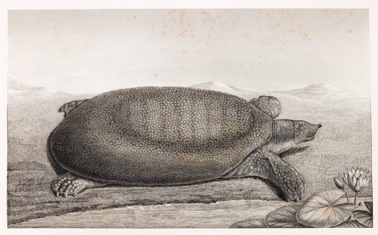 Seitenansicht einer Schildkröte von Unbekannt