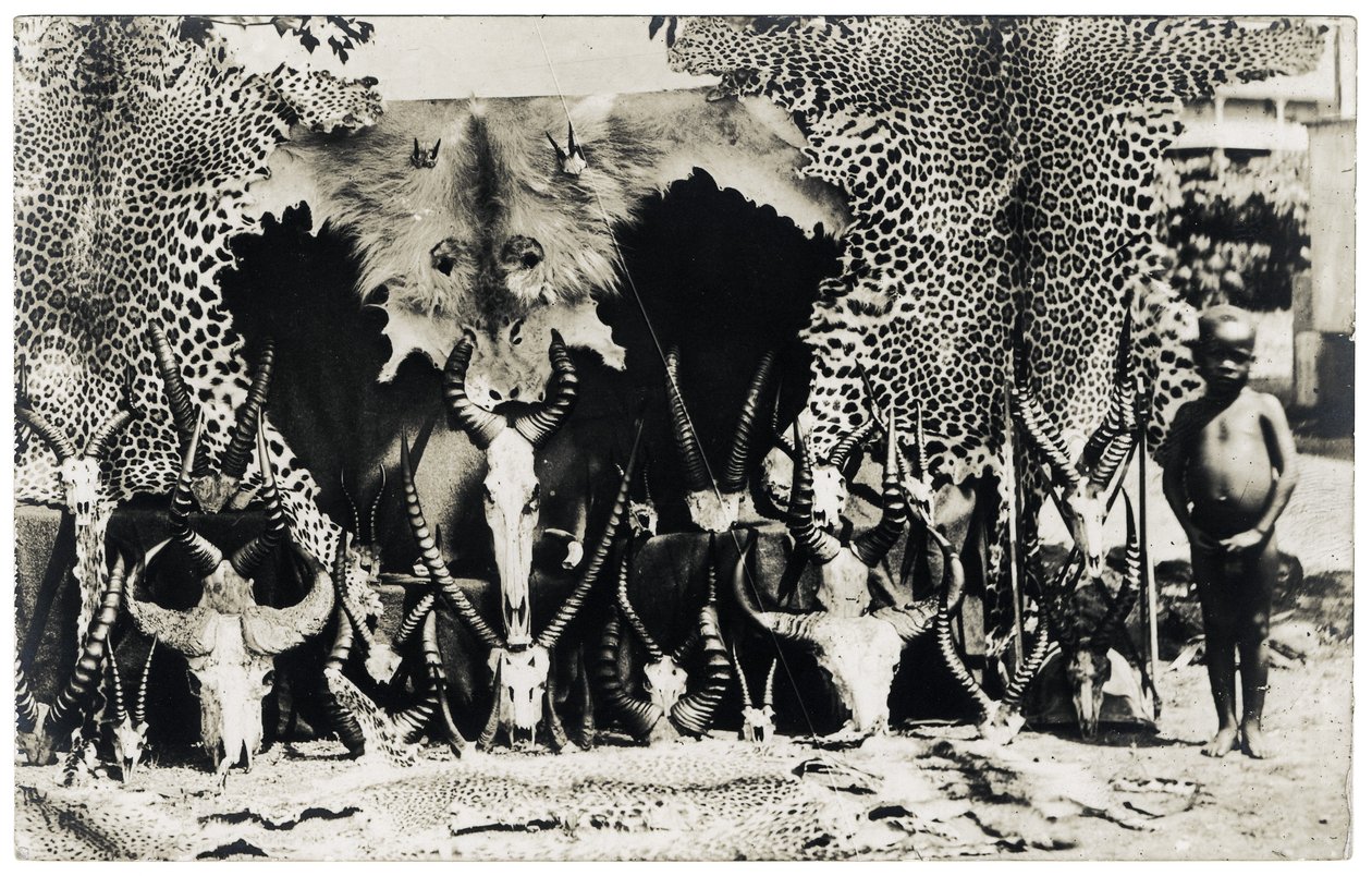 Trophäen, ca. 1910 (s/w Foto) von Unbekannter Künstler