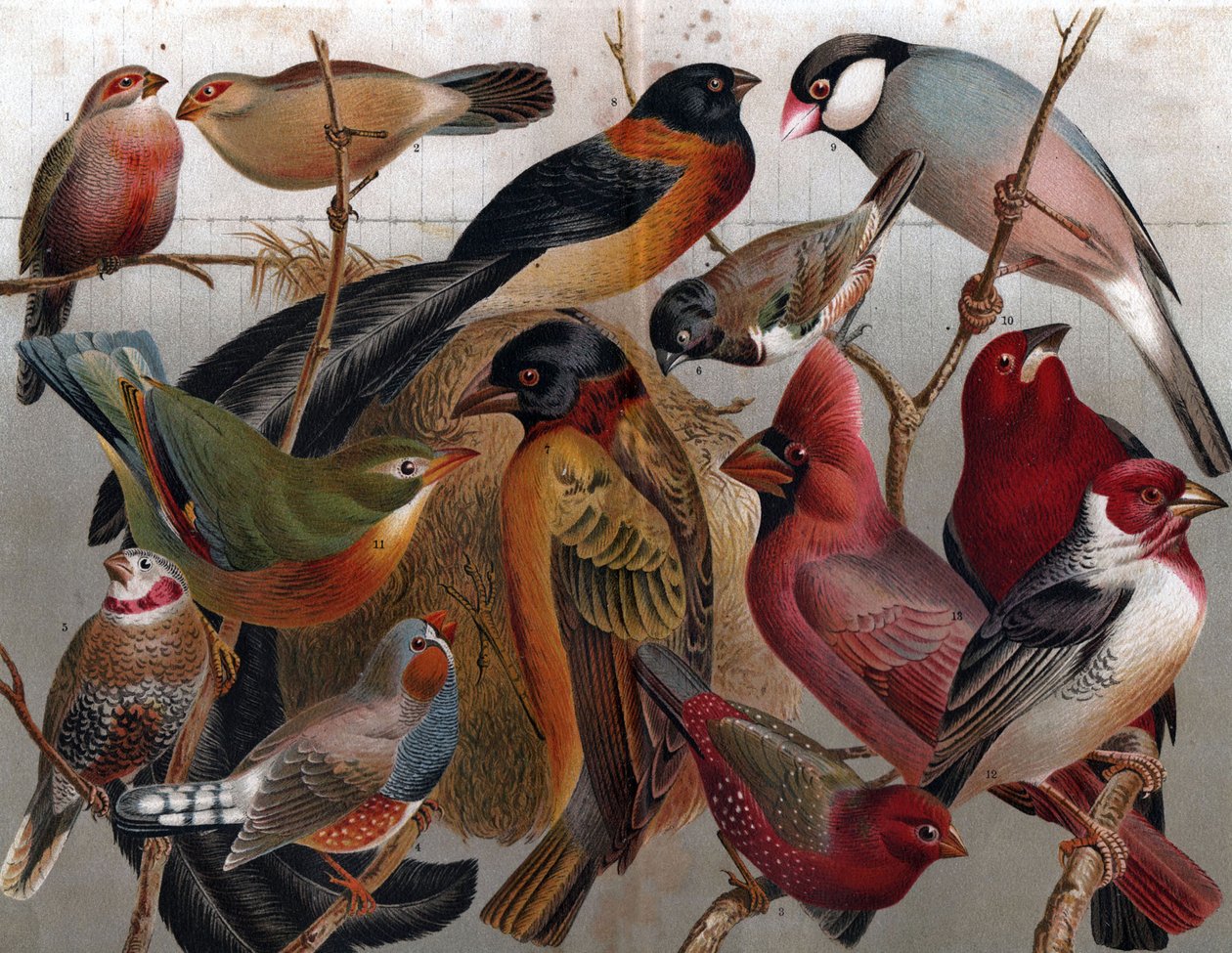 Verschiedene Vögel, um 1900 (Gravur) von Unbekannter Künstler