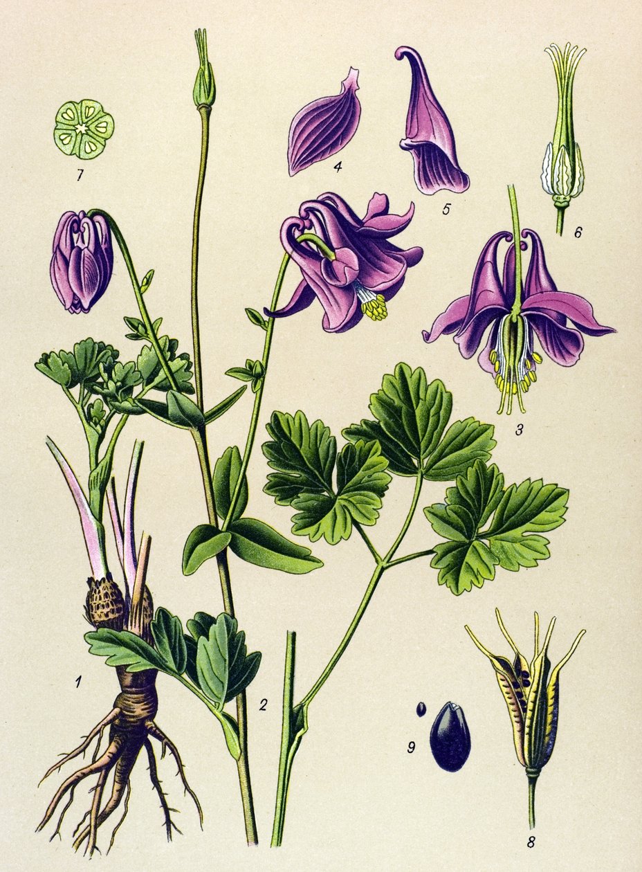 Giftige Pflanze: Gewöhnliche Akelei (Aquilegia vulgaris) von Unbekannter Künstler