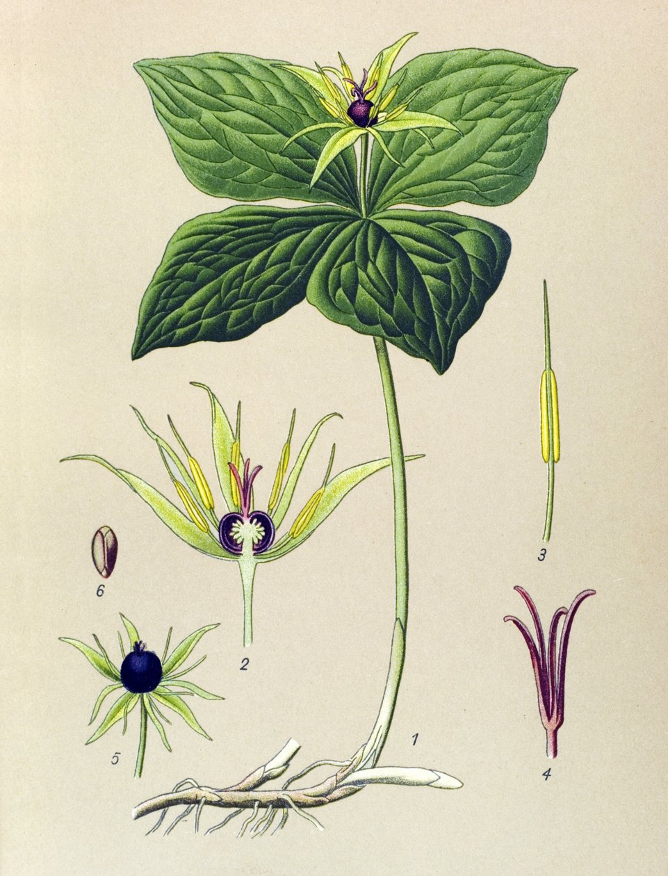 Giftige Pflanze: Vierblättrige Einbeere (Paris quadrifolia) von Unbekannter Künstler