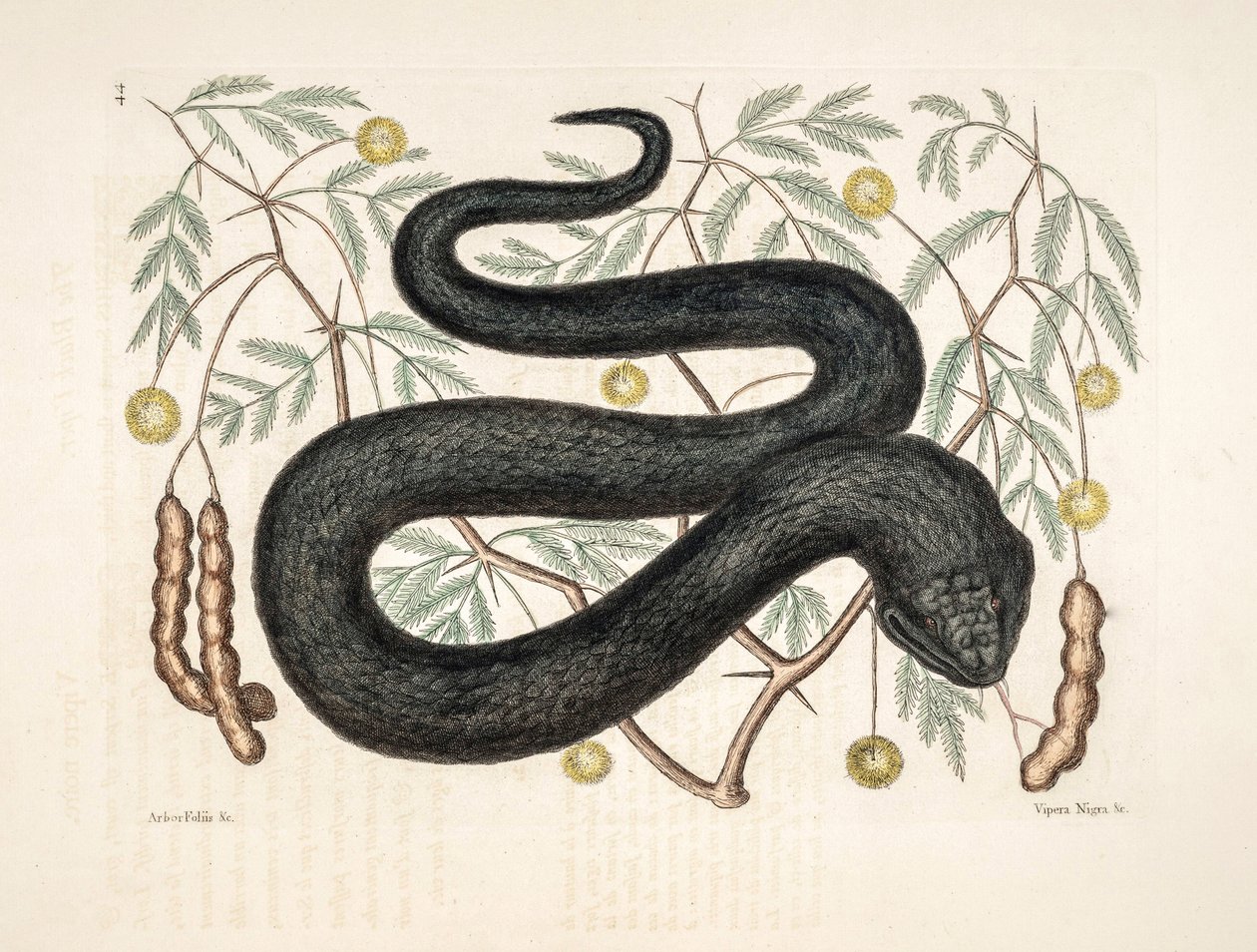 Zoo-Illustration Vipera nigra Schwarze Viper von Unbekannter Künstler