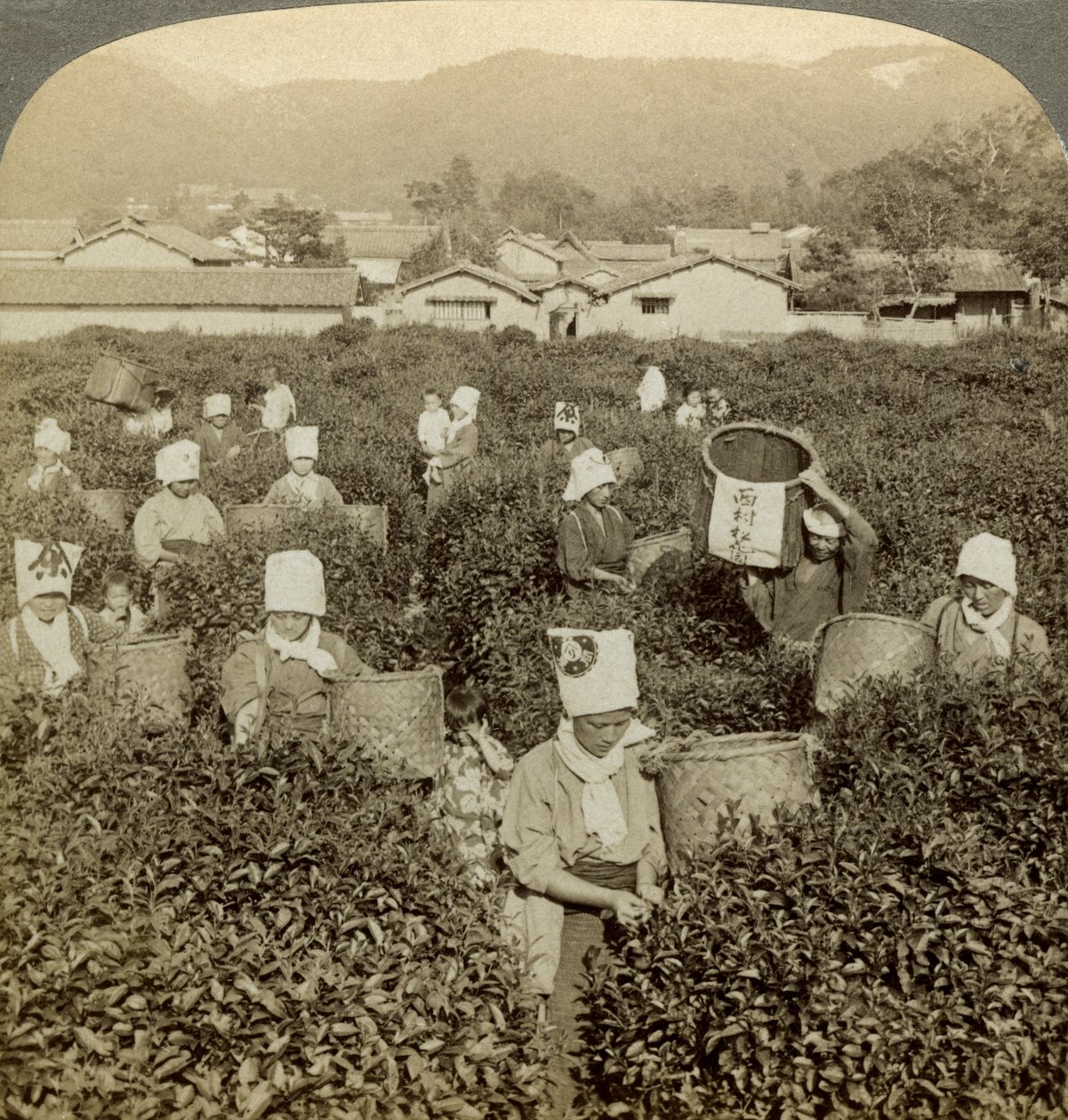 Mädchen pflücken Tee, Uji, Japan von Underwood and Underwood
