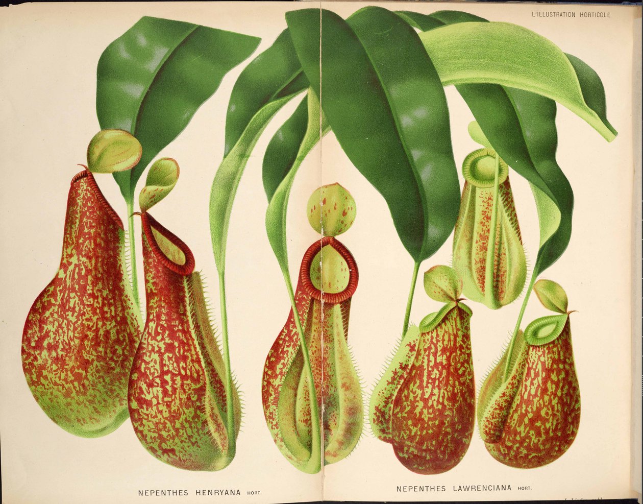 Nepenthes henryana & Nepenthes lawrenciana - L’Illustration horticole (1882) von Unknown